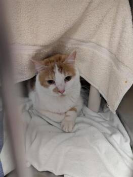 Ti-Guy -  Domestic Medium Hair and Domestic Short Hair Cat for Adoption in Montreal, Quebec - Ti-Guy | PetCurious