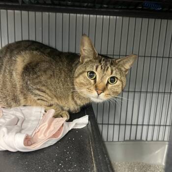 Domestic Short Hair Cats Available for Adoption in St. Louis, Missouri - Cool Katy | PetCurious