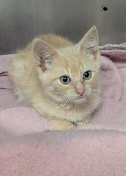 Velveeta -  Domestic Short Hair Cat for Adoption in Logan, Utah - Velveeta | PetCurious