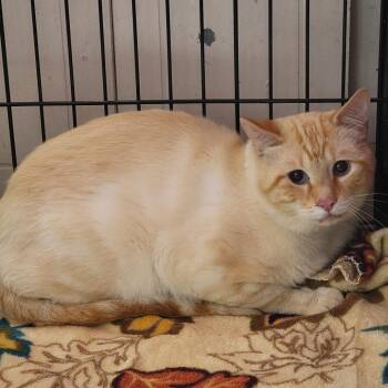 Siamese Cats Available for Adoption in Mount Vernon, Arkansas - Salem | PetCurious