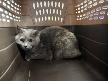 Domestic Short Hair Cats Available for Adoption in Ames, Iowa - NALA | PetCurious