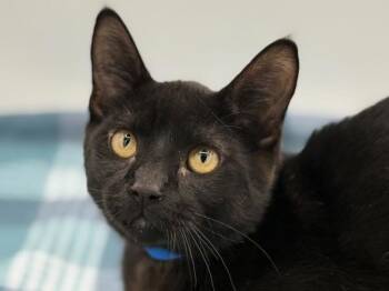 Silas -  Domestic Short Hair Cat for Adoption in Portland, Oregon - Silas | PetCurious