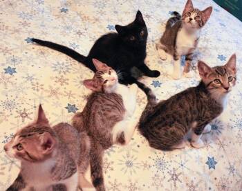 Kittens-Pet Valu Mcity -  Domestic Short Hair Cat for Adoption in Mississauga, Ontario - Kittens-Pet Valu Mcity | PetCurious