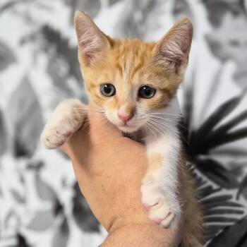 Domestic Short Hair Cats Available for Adoption in Wahiawa, Hawaii - Bowser | PetCurious