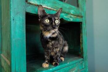 Pringles -  Domestic Short Hair Cat for Adoption in San Antonio, Texas - Pringles | PetCurious
