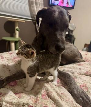 Rescue Domestic Short Hair Cats for Adoption in Boca Raton, Florida - The Beatles | PetCurious