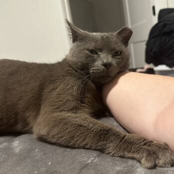 Rescue Domestic Short Hair Cats for Adoption in Richmond, Virginia - Ireland | PetCurious