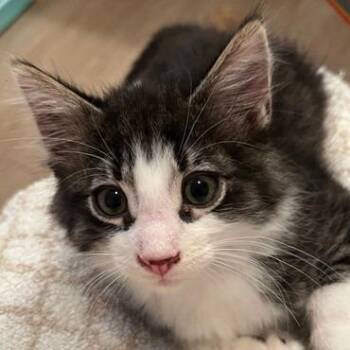 Domestic Medium Hair Cats Available for Adoption - Gryffin | PetCurious