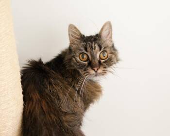 Venus -  Domestic Medium Hair Cat for Adoption in Boise, Idaho - Venus | PetCurious