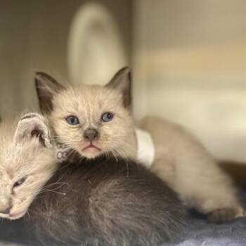 SUMMER -  Domestic Short Hair Cat for Adoption in Riverside, California - SUMMER | PetCurious