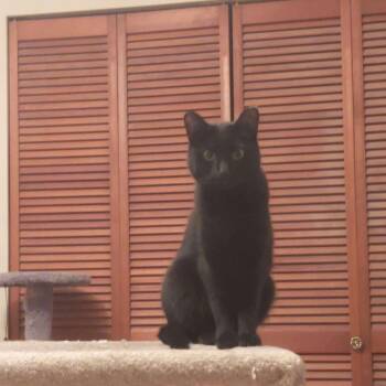 Rescue Domestic Short Hair Cats for Adoption in Abbotsford, British Columbia - Autumn | PetCurious