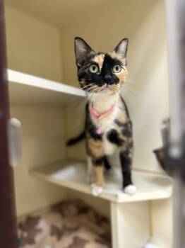 Rescue Domestic Short Hair Cats for Adoption in Myerstown, Pennsylvania - Strawberry Shortcake | PetCurious