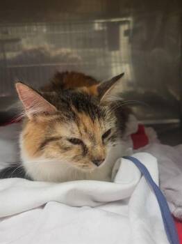 Domestic Medium Hair Cats Available for Adoption - SANDY | PetCurious