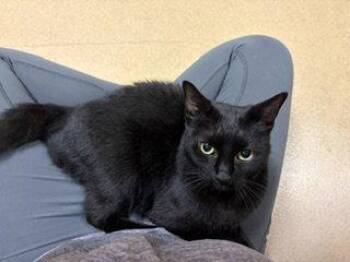 Wadu -  Domestic Short Hair Cat for Adoption in Brick Township, New Jersey - Wadu | PetCurious
