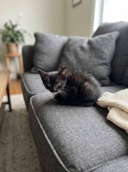 Block -  Domestic Medium Hair Cat for Adoption in St. Augustine, Florida - Block | PetCurious