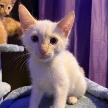 Ashnar -  Domestic Short Hair Cat for Adoption in Fredericksburg, Virginia - Ashnar | PetCurious