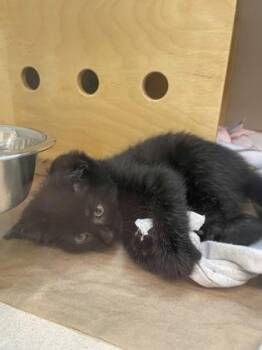 Pebble -  Domestic Medium Hair and Domestic Short Hair Cat for Adoption in Bellevue, Washington - Pebble | PetCurious