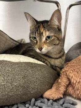 Smudge -  Domestic Short Hair Cat for Adoption in Fishers, Indiana - Smudge | PetCurious