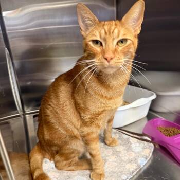 Hashbrown -  Domestic Short Hair Cat for Adoption in Spokane, Washington - Hashbrown | PetCurious