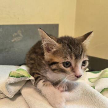 Ferdinand -  Domestic Short Hair Cat for Adoption in Pasadena, California - Ferdinand | PetCurious
