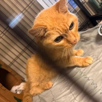 EZ Peel Cutie -  Domestic Medium Hair Cat for Adoption in St. Louis, Missouri - EZ Peel Cutie | PetCurious