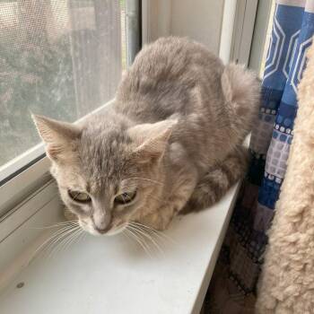 Reine Marie -  Domestic Short Hair Cat for Adoption in Rochester, Minnesota - Reine Marie | PetCurious