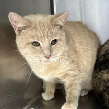 Domestic Short Hair Cats Available for Adoption in Corbin, Kentucky - Karter | PetCurious