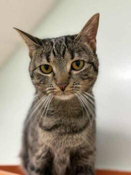 Rescue Domestic Short Hair Cats for Adoption in Batavia, Ohio - Treat | PetCurious