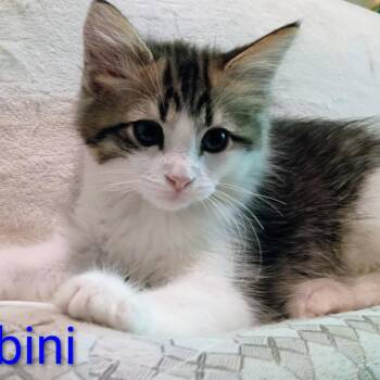 Gambini -  Domestic Short Hair Cat for Adoption in Carmel, Indiana - Gambini | PetCurious