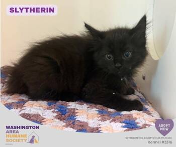 Slytherin -  Domestic Long Hair Cat for Adoption in Eighty Four, Pennsylvania - Slytherin | PetCurious