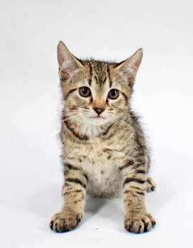 Domestic Short Hair Cats Available for Adoption in Morton Grove, Illinois - Arrow | PetCurious