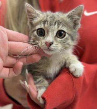 TNT -  Domestic Short Hair Cat for Adoption in Bemidji, Minnesota - TNT | PetCurious