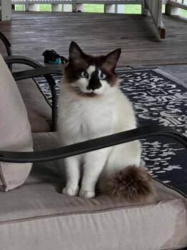 Ragdoll Cats Available for Adoption in Mount Pleasant, Texas - Bruno | PetCurious