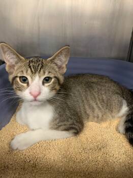 Rescue Domestic Short Hair Cats for Adoption in Angola, Indiana - Birch | PetCurious