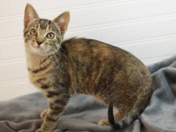 Juno - MEET ME @ PETCO 7/11! -  Tabby and Tortoiseshell Cat for Adoption in Algood, Tennessee - Juno - MEET ME @ PETCO 7/11! | PetCurious
