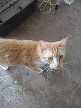 Tink (Tinkerbell) -  Domestic Short Hair Cat for Adoption in St. Peters, Missouri - Tink (Tinkerbell) | PetCurious
