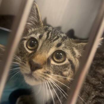 Zayne -  Domestic Short Hair Cat for Adoption in Brownsboro, Alabama - Zayne | PetCurious