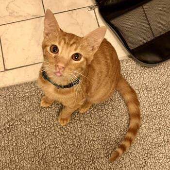 Nacho -  Domestic Short Hair Cat Available for Adoption - Nacho | PetCurious