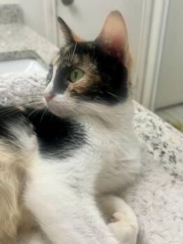 Domestic Short Hair and Calico Cats Available for Adoption - Emmi | PetCurious