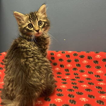 Rescue Domestic Medium Hair Cats for Adoption in Candler, North Carolina - Johan | PetCurious