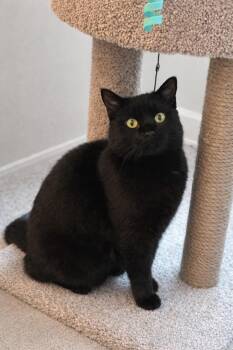 Domestic Short Hair Cats Available for Adoption - Shadow | PetCurious