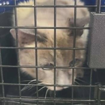Shimmer -  Domestic Short Hair Cat for Adoption in Hemet, California - Shimmer | PetCurious