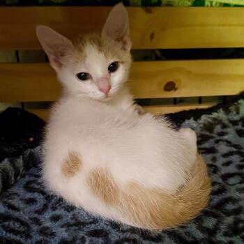 Cadbury -  Domestic Short Hair Cat for Adoption in Kansas City, Missouri - Cadbury | PetCurious