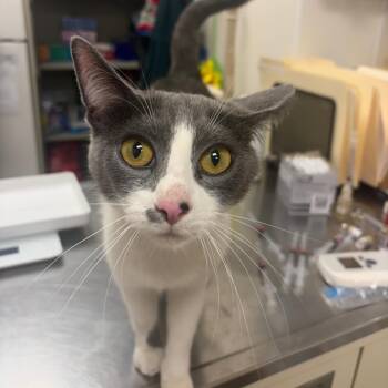 Wee Woo -  Domestic Short Hair Cat for Adoption in Pekin, Illinois - Wee Woo | PetCurious