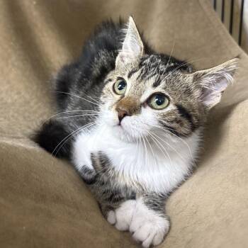 Zipper -  Domestic Medium Hair Cat for Adoption in Monroe, Michigan - Zipper | PetCurious