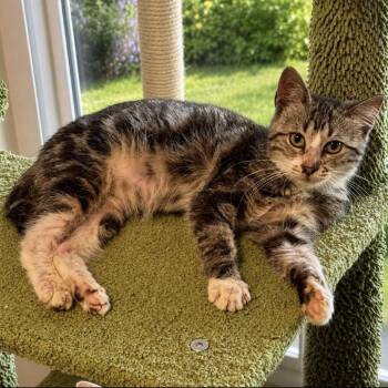 Kai 2 -  Domestic Short Hair Cat for Adoption in Wichita, Kansas - Kai 2 | PetCurious
