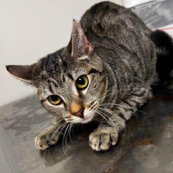 Domestic Short Hair Cats Available for Adoption in Concord, North Carolina - Vivian | PetCurious