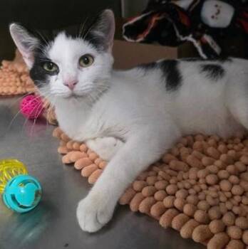 Cow cat -  Domestic Short Hair Cat for Adoption in Clinton, Missouri - Cow Cat | PetCurious