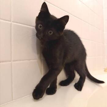 Mac -  Domestic Short Hair Cat for Adoption in Gibsonia, Pennsylvania - Mac | PetCurious