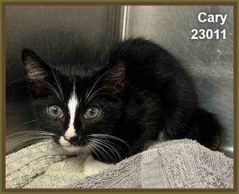 CARY (see littermates) -  Domestic Short Hair Cat for Adoption in Marietta, Georgia - CARY (see Littermates) | PetCurious